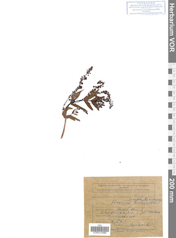 VOR 0015686