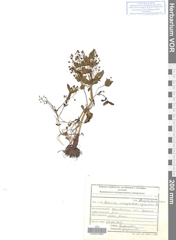 VOR 0015685
