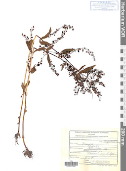 VOR 0015681