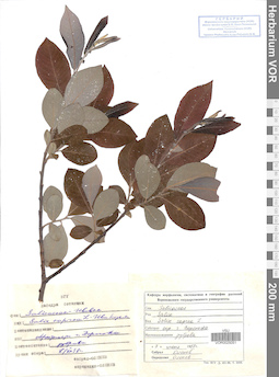 VOR 0025051