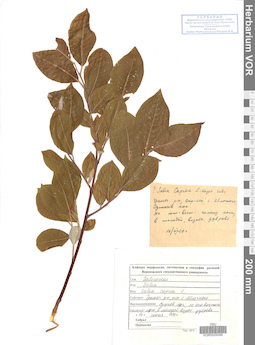 VOR 0025046