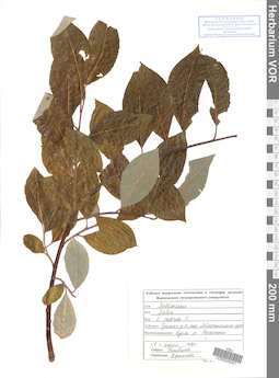 VOR 0025041