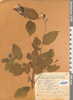 VOR 0025036