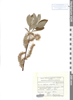 VOR 0025031