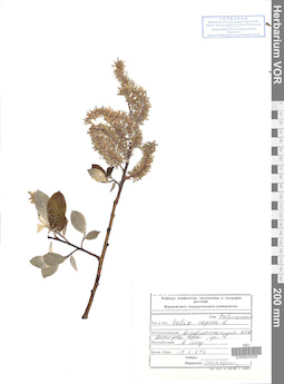 VOR 0025026