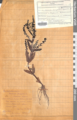 VOR 0015675