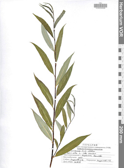 VOR 0039398