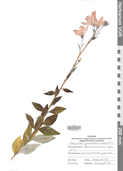 VOR 0042335