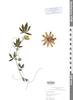 VOR 0042088