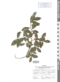 VOR 0042174