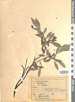 VOR 0025154