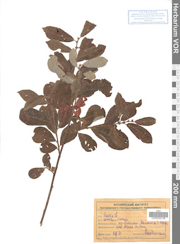 VOR 0025108