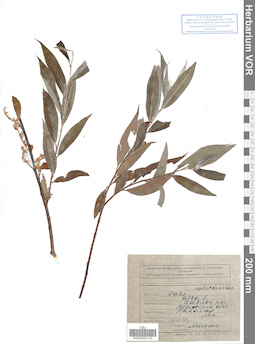 VOR 0025153