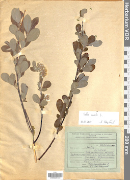 VOR 0025103