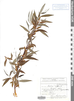 VOR 0025152