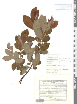 VOR 0025102