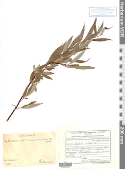 VOR 0025150