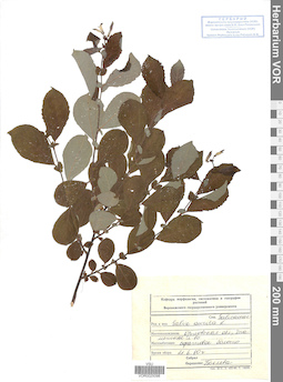 VOR 0025098