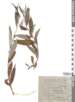 VOR 0025147