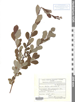 VOR 0025093