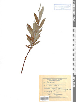 VOR 0025146