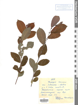 VOR 0025092