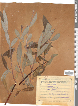 VOR 0025145