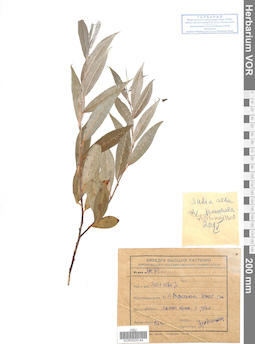 VOR 0025144