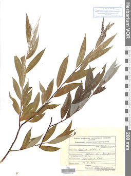 VOR 0025142