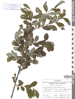 VOR 0025091