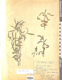 VOR 0025141