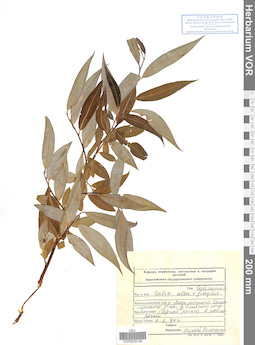 VOR 0025140