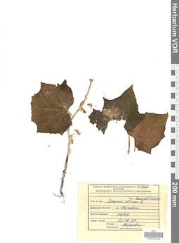 VOR 0022224
