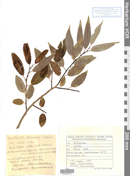 VOR 0025127