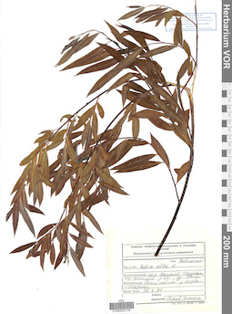 VOR 0025126