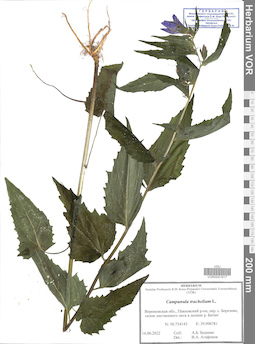 VOR 0041917