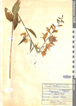 VOR 0022587
