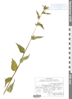 VOR 0022576