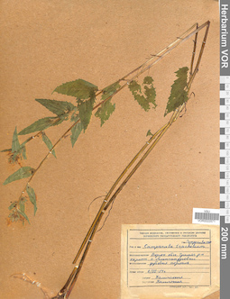 VOR 0022571