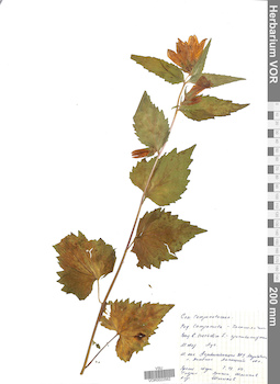VOR 0022562