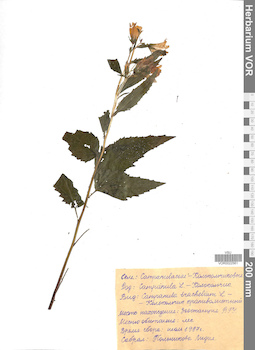 VOR 0022561