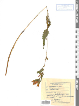 VOR 0022557