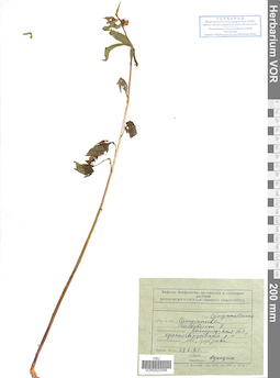 VOR 0022556