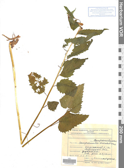 VOR 0022489