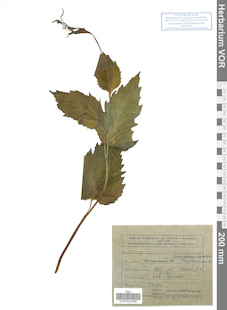 VOR 0022488
