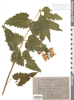 VOR 0022482