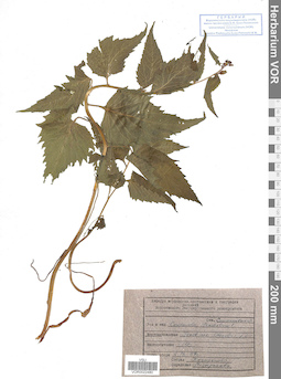 VOR 0022480
