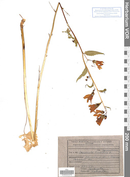 VOR 0022478
