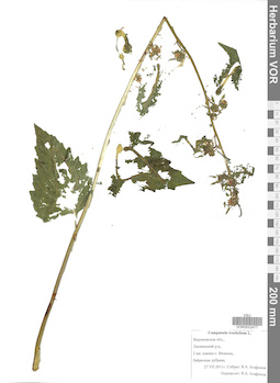 VOR 0022477