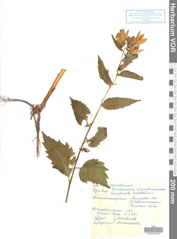 VOR 0022476